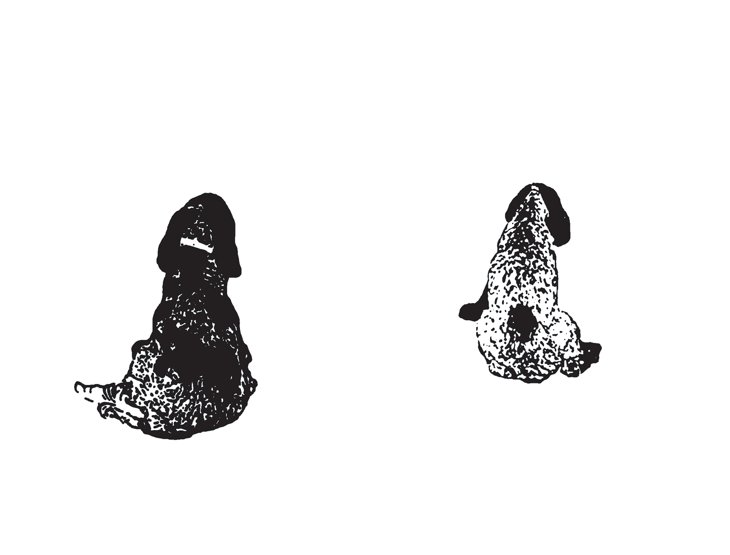 Spaniels Little Dog book