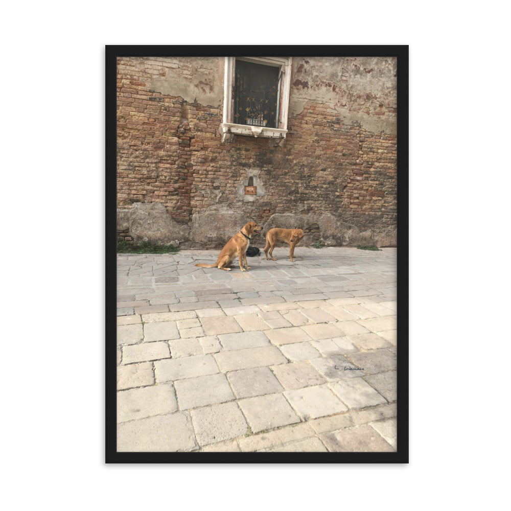 Venice Old Dogs 10 framed matte photo