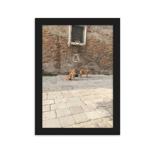 Venice Old Dogs 10 framed matte photo