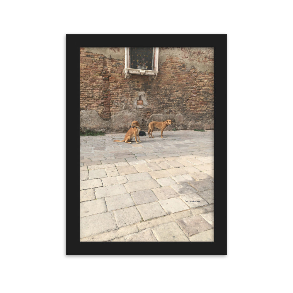 Venice Old Dogs 11 framed matte photo