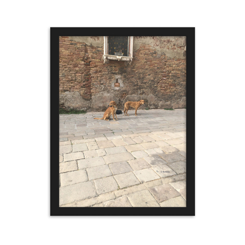 Venice Old Dogs 11 framed matte photo