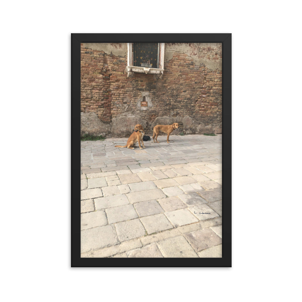 Venice Old Dogs 11 framed matte photo