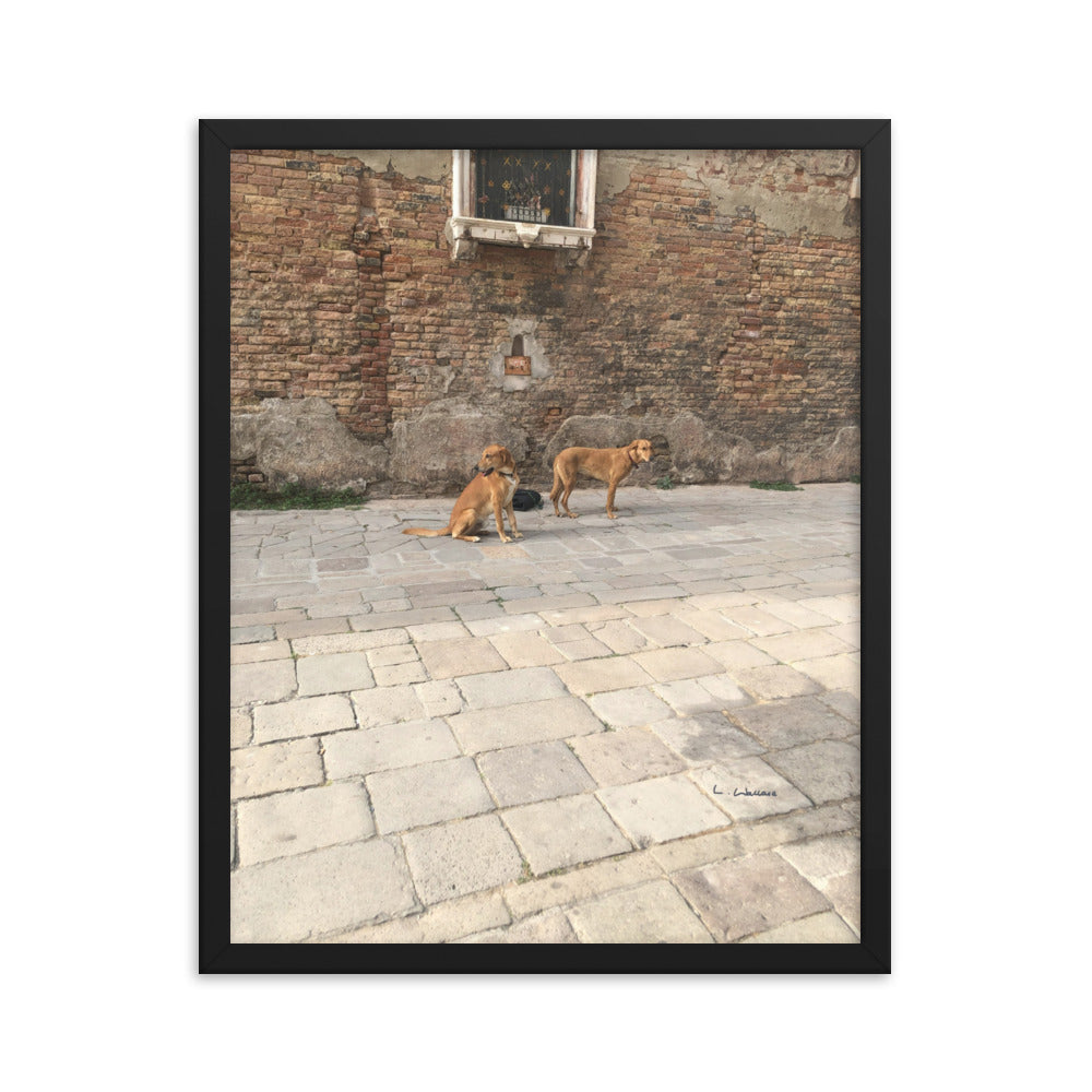 Venice Old Dogs 11 framed matte photo