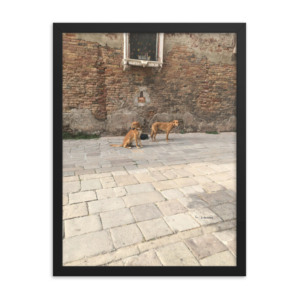 Venice Old Dogs 11 framed matte photo