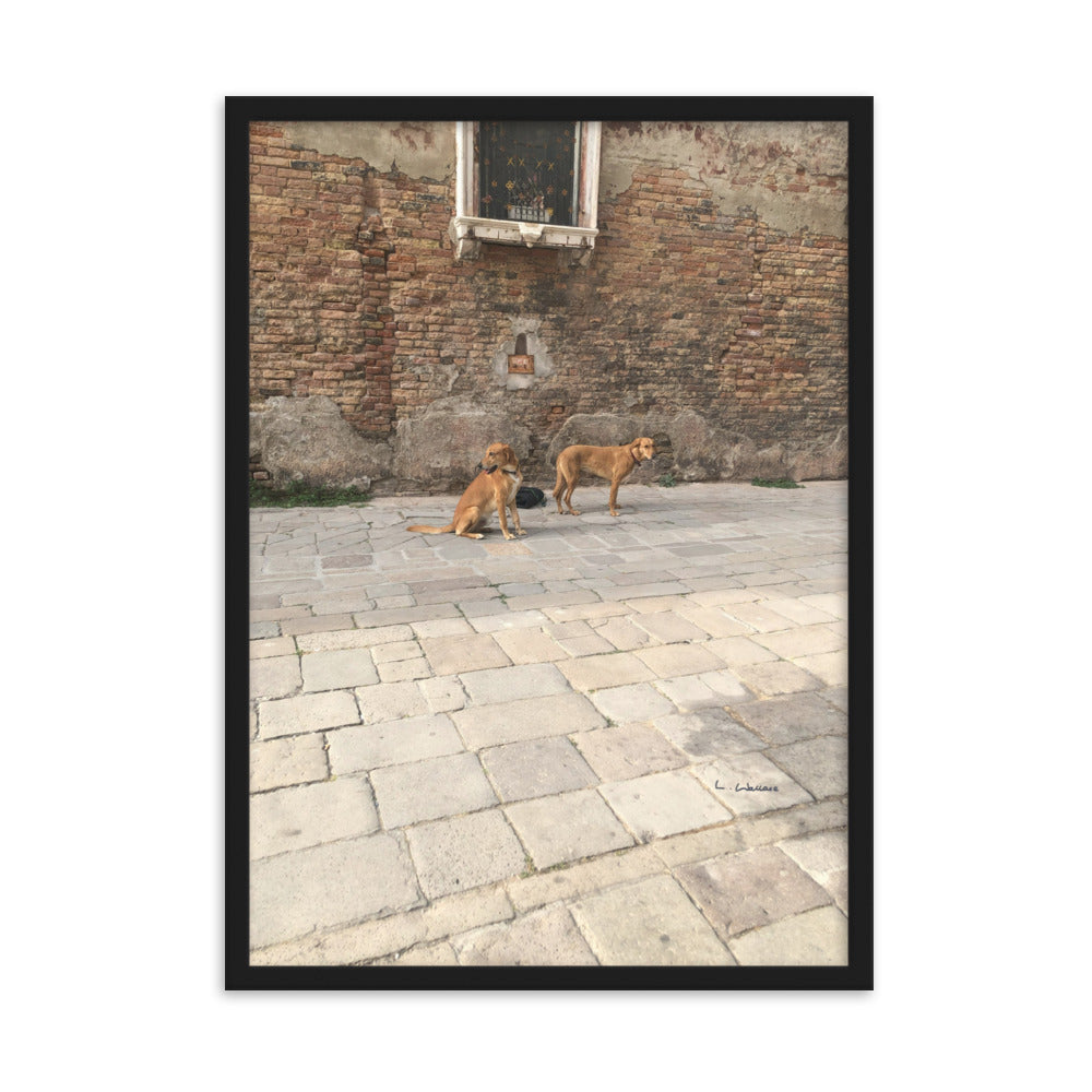 Venice Old Dogs 11 framed matte photo